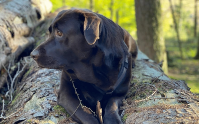 Das Element Metall in der Typenlehre der Elemente für Tiere (TCM)